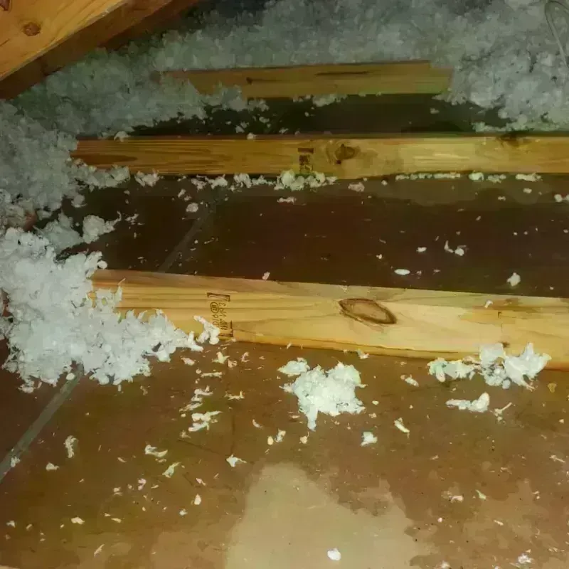 Attic Water Damage in Forrest, IL