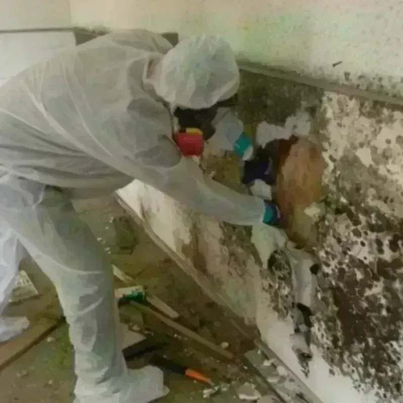 Mold Remediation and Removal in Forrest, IL